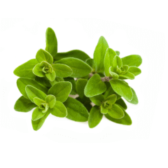 Marjoram - 50g - Image 4