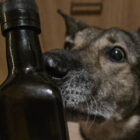 Ewelina, dog mum of Argo photo
